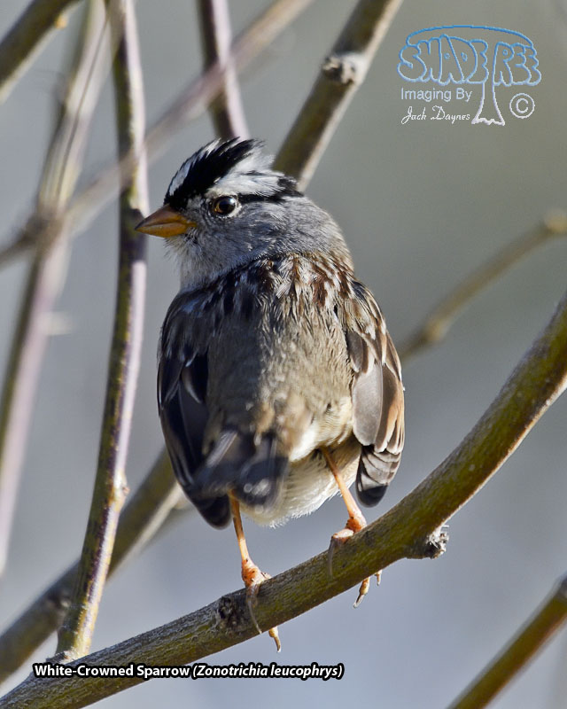 White-Crowned Sparrow - Zonotrichia leucophrys