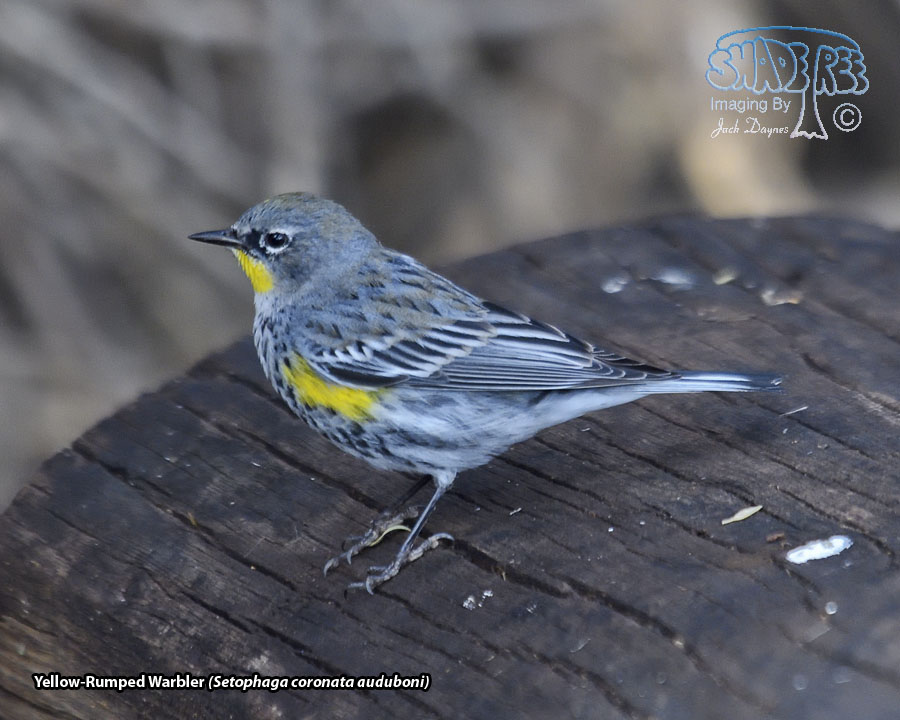 Yellow-Rumped Warbler - Setophaga coronata auduboni