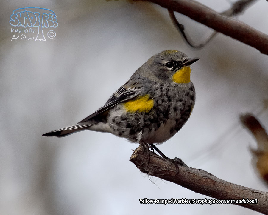 Yellow-Rumped Warbler - Setophaga coronata auduboni