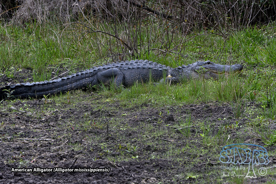 American Alligator - Alligator mississippiensis