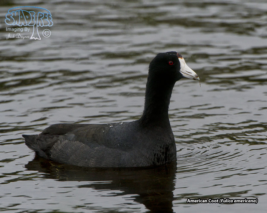 American Coot - Fulica americana