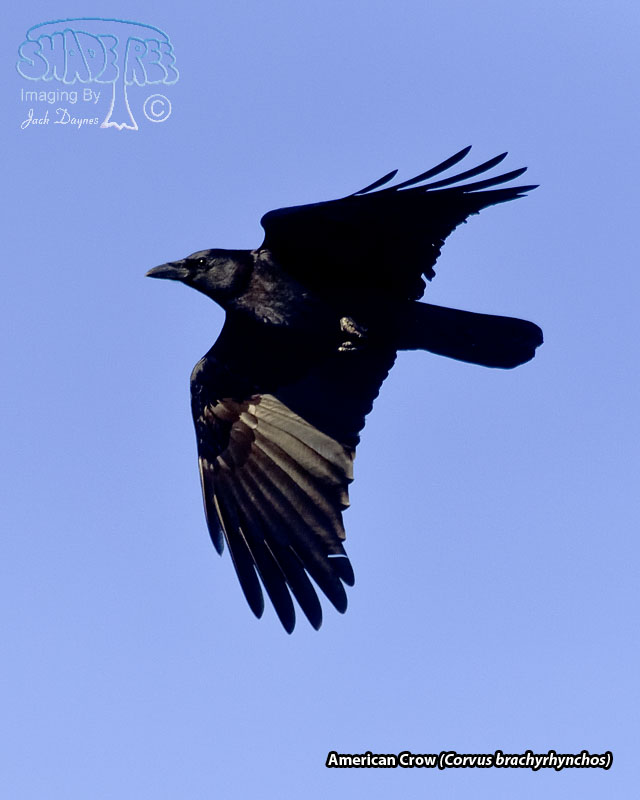 American Crow - Corvus brachyrhynchos