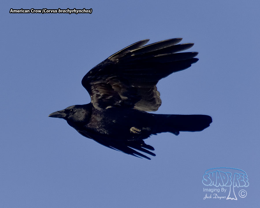 American Crow - Corvus brachyrhynchos