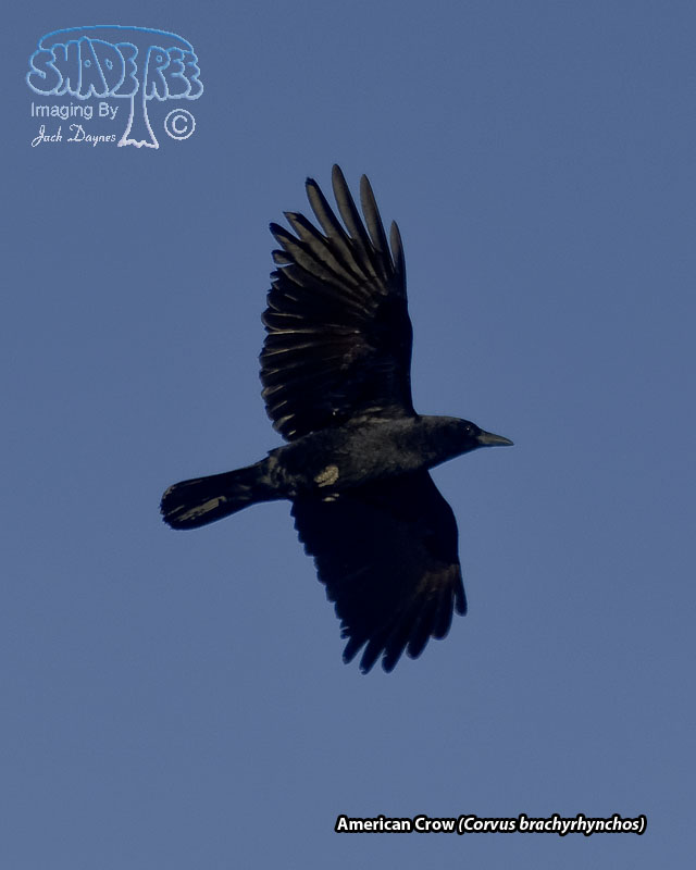 American Crow - Corvus brachyrhynchos