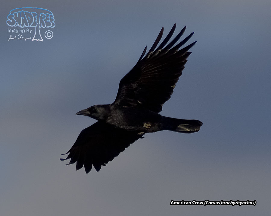American Crow - Corvus brachyrhynchos