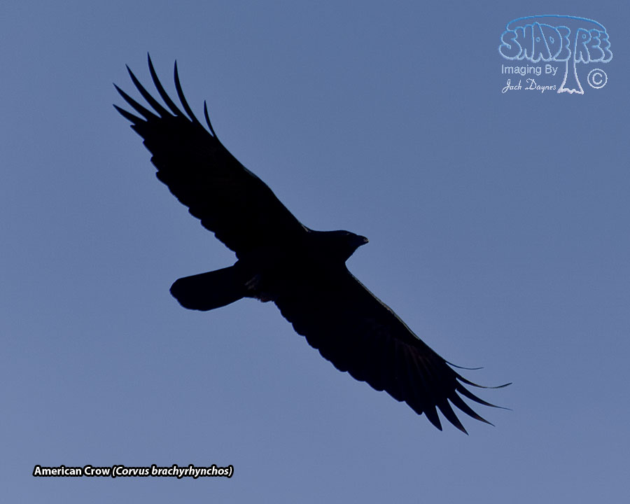 American Crow - Corvus brachyrhynchos