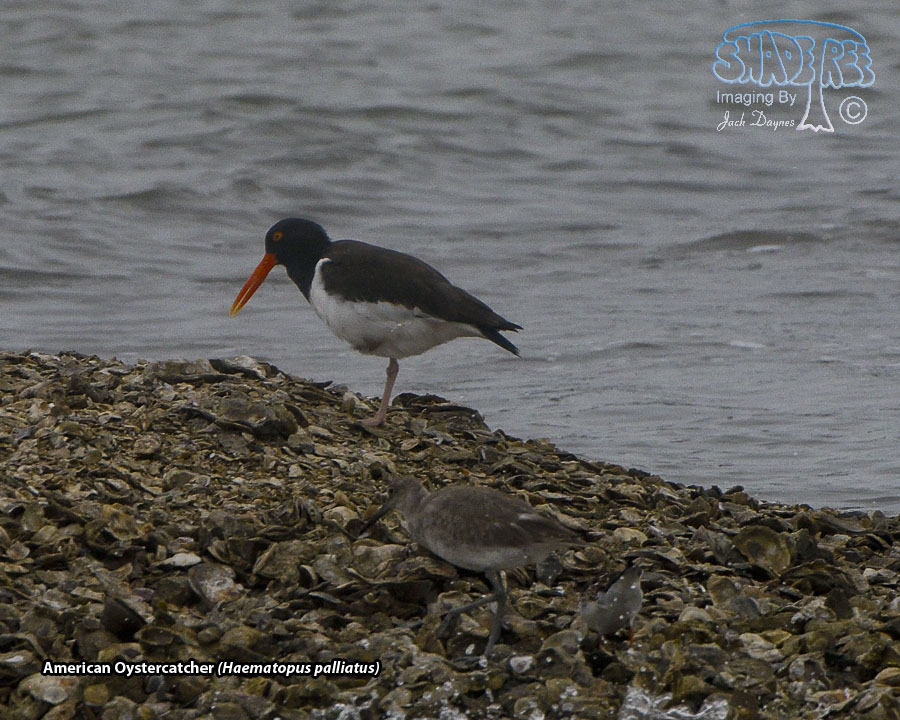 American Oystercatcher - Haematopus palliatus