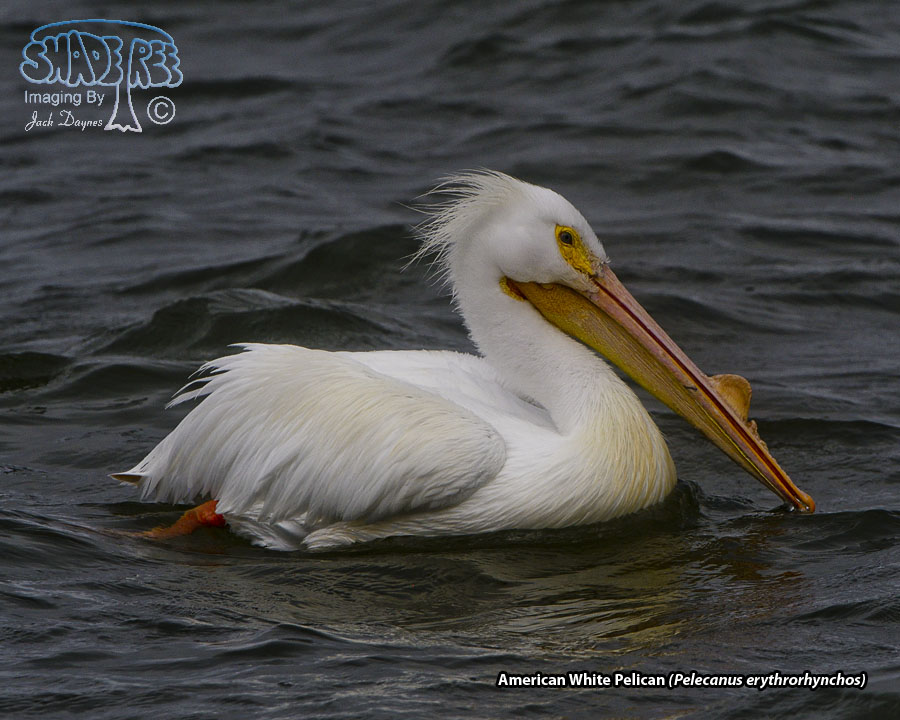 American White Pelican - Pelecanus erythrorhynchos