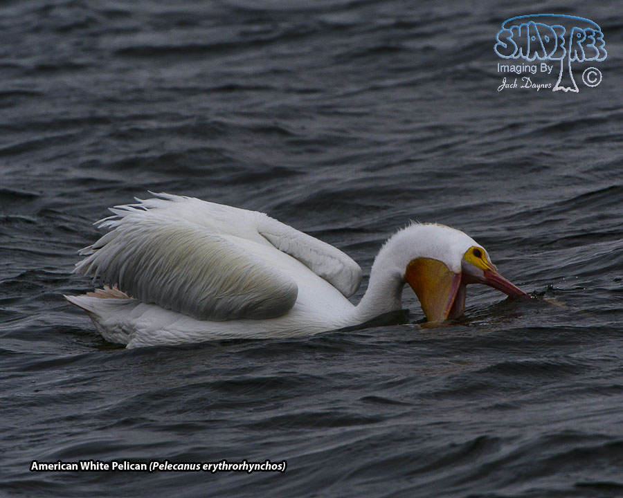 American White Pelican - Pelecanus erythrorhynchos