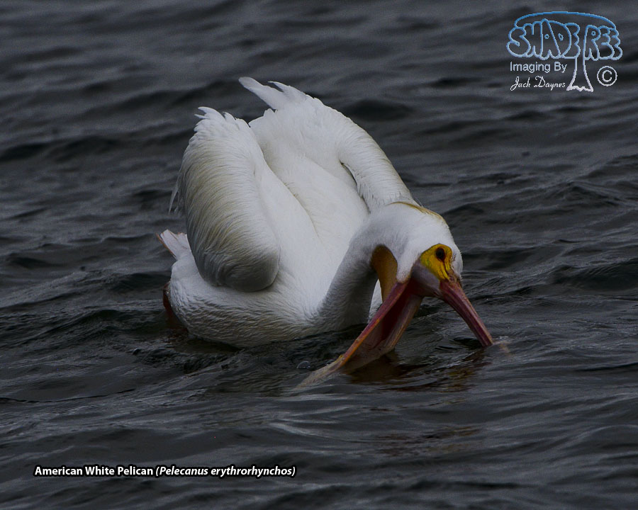 American White Pelican - Pelecanus erythrorhynchos