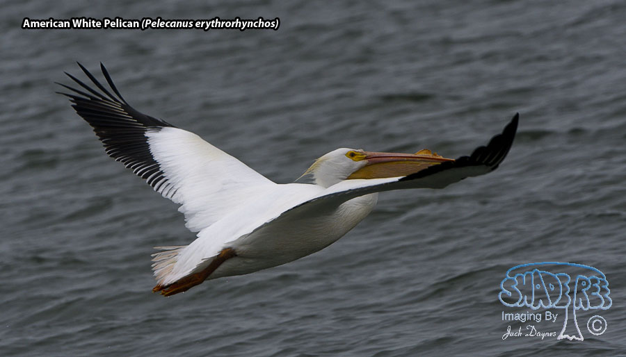 American White Pelican - Pelecanus erythrorhynchos