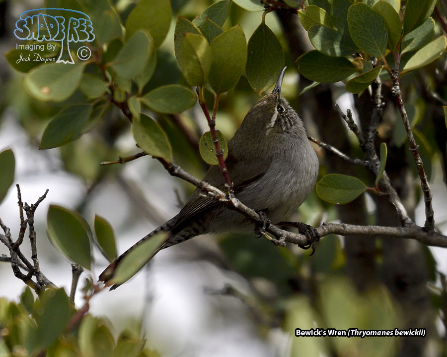 Bewick's Wren - Thryomanes bewickii