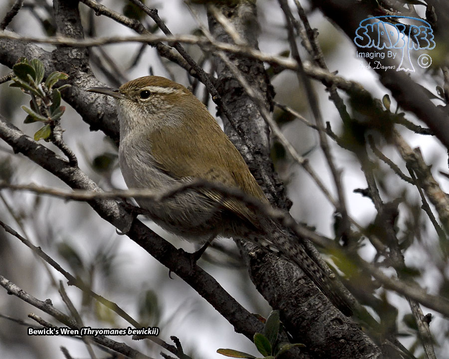 Bewick's Wren - Thryomanes bewickii
