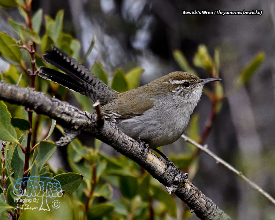 Bewick's Wren - Thryomanes bewickii