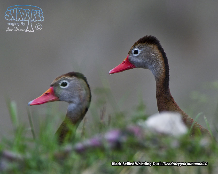 Black-Bellied Whistling-Duck - Dendrocygna autumnalis
