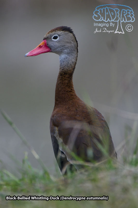 Black-Bellied Whistling-Duck - Dendrocygna autumnalis