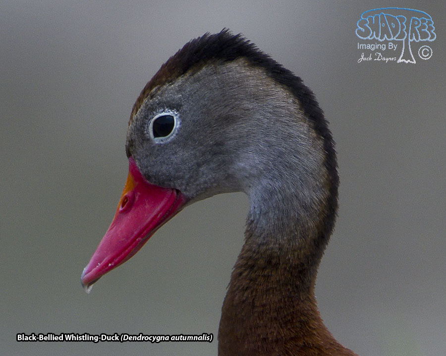 Black-Bellied Whistling-Duck - Dendrocygna autumnalis