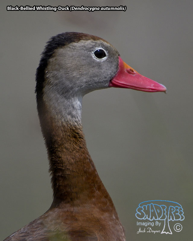 Black-Bellied Whistling-Duck - Dendrocygna autumnalis