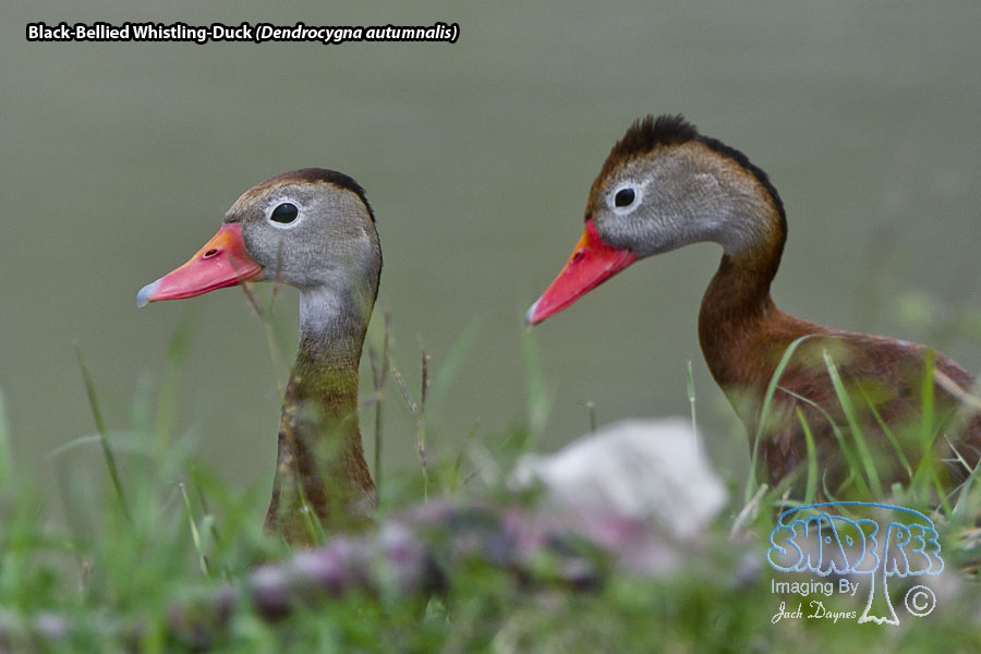 Black-Bellied Whistling-Duck - Dendrocygna autumnalis