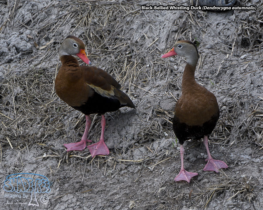 Black-Bellied Whistling-Duck - Dendrocygna autumnalis