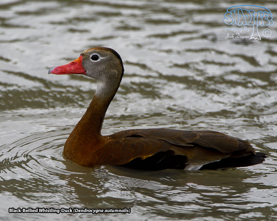 Black-Bellied Whistling-Duck - Dendrocygna autumnalis