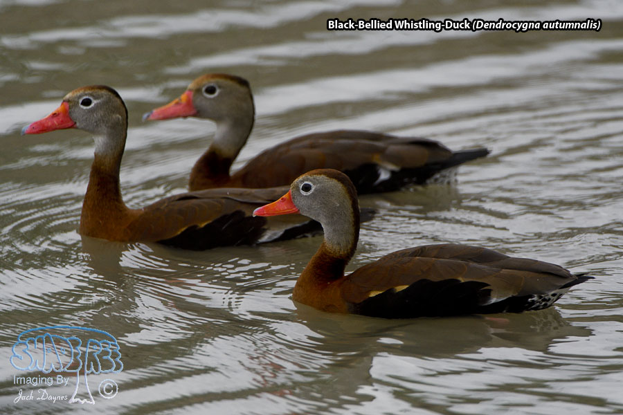 Black-Bellied Whistling-Duck - Dendrocygna autumnalis