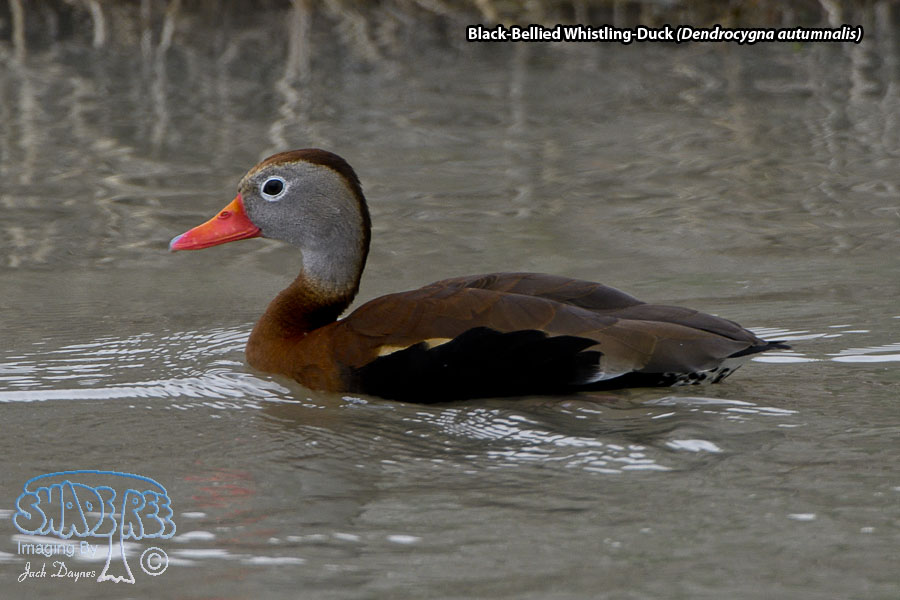 Black-Bellied Whistling-Duck - Dendrocygna autumnalis