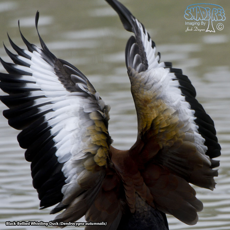 Black-Bellied Whistling-Duck - Dendrocygna autumnalis