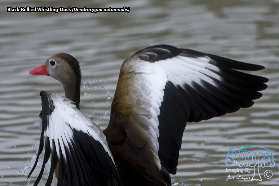 Black-Bellied Whistling-Duck - Dendrocygna autumnalis