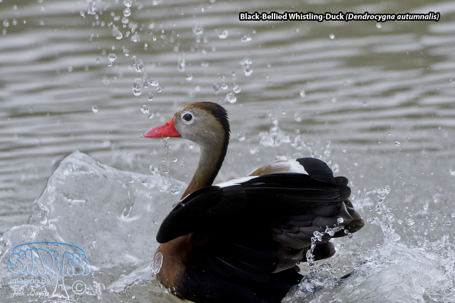 Black-Bellied Whistling-Duck - Dendrocygna autumnalis