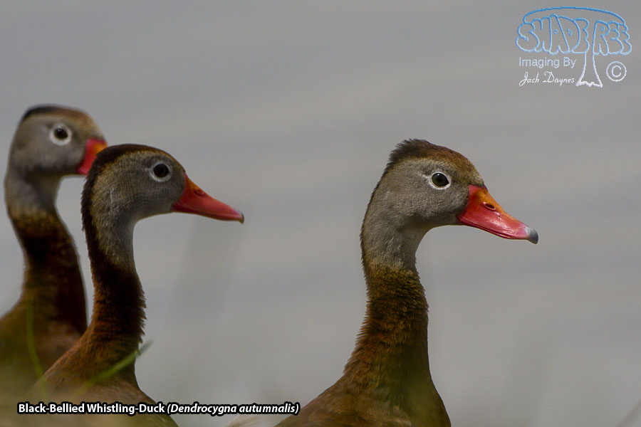 Black-Bellied Whistling-Duck - Dendrocygna autumnalis