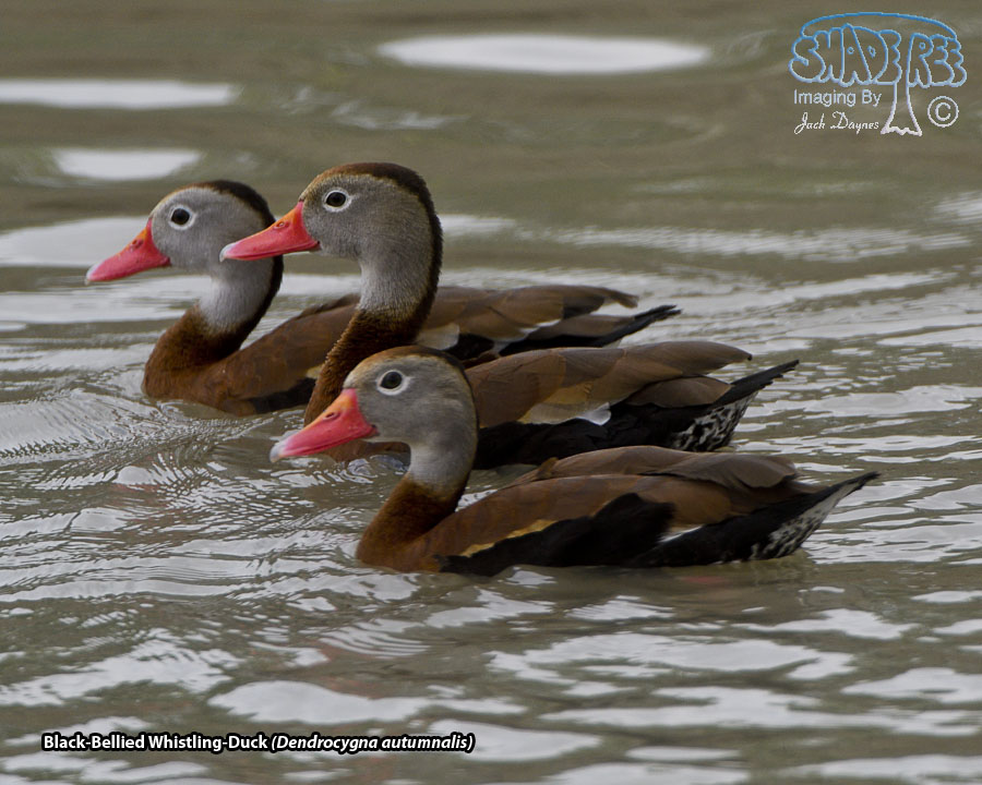 Black-Bellied Whistling-Duck - Dendrocygna autumnalis