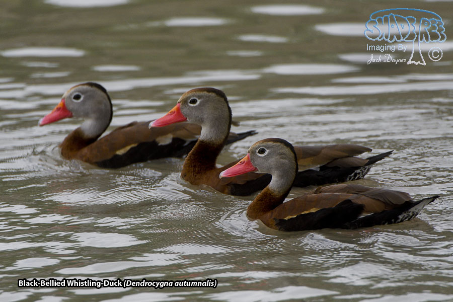 Black-Bellied Whistling-Duck - Dendrocygna autumnalis