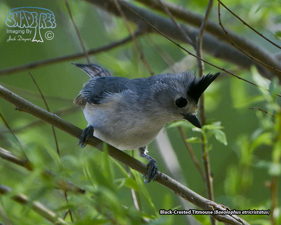 Black-Crested Titmouse - Baeolophus atricristatus