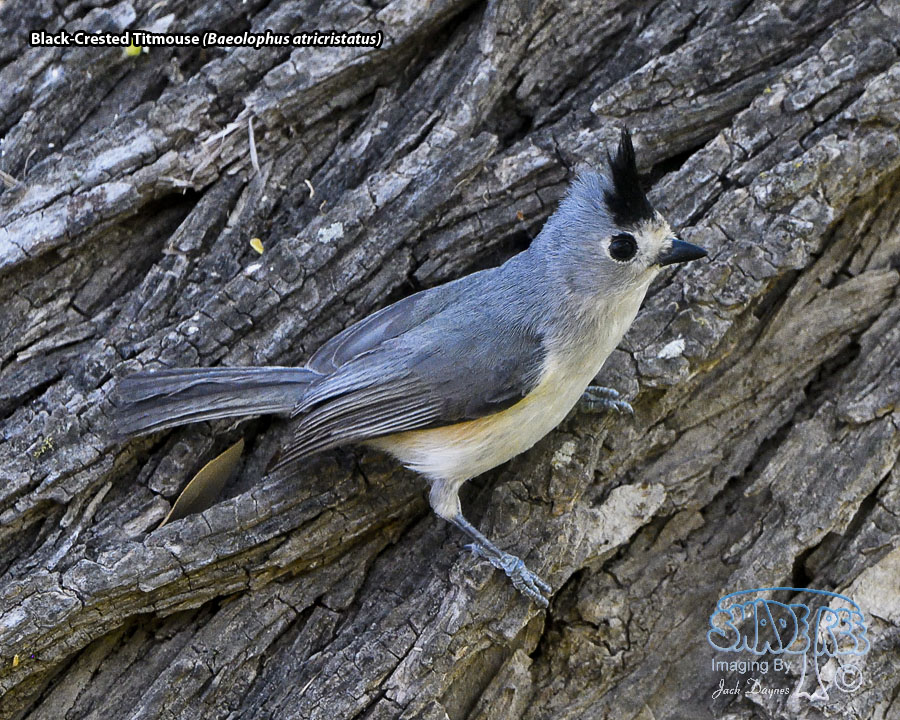 Black-Crested Titmouse - Baeolophus atricristatus