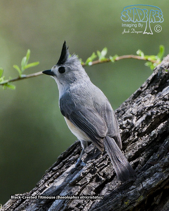 Black-Crested Titmouse - Baeolophus atricristatus