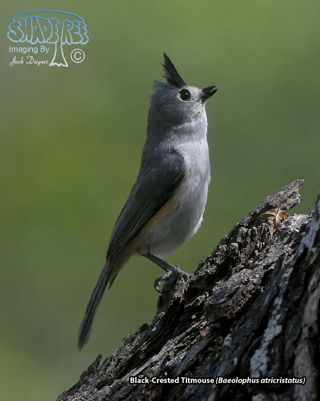 Black-Crested Titmouse - Baeolophus atricristatus