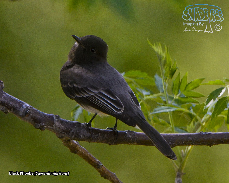Black Phoebe - Sayornis nigricans
