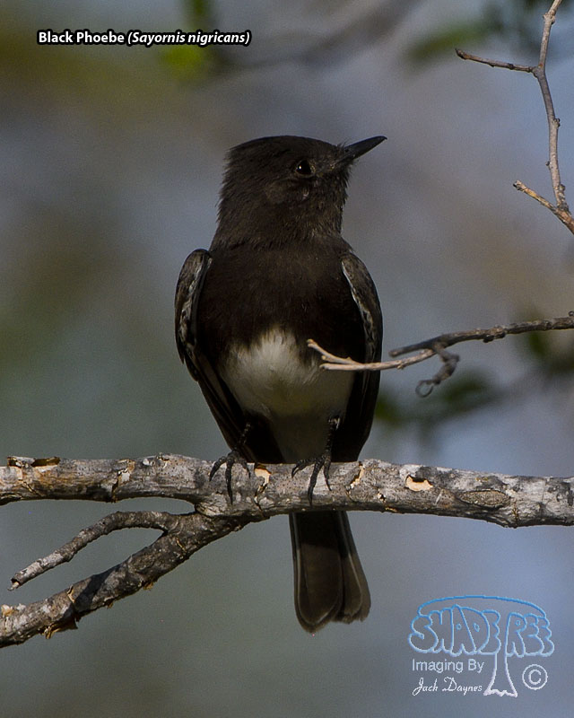 Black Phoebe - Sayornis nigricans