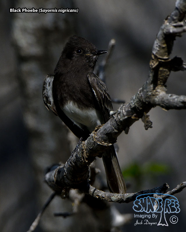 Black Phoebe - Sayornis nigricans