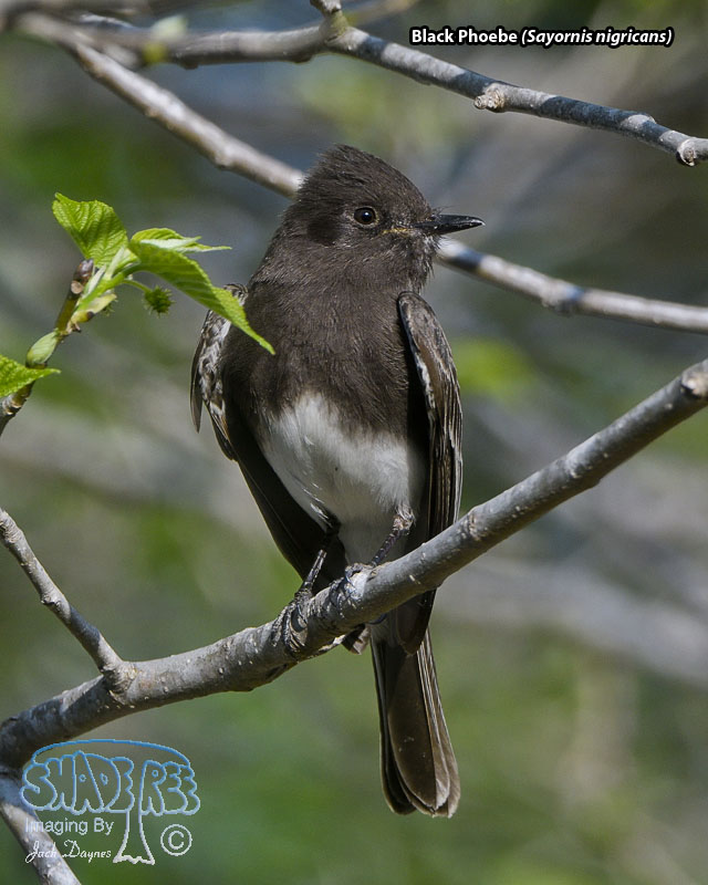 Black Phoebe - Sayornis nigricans