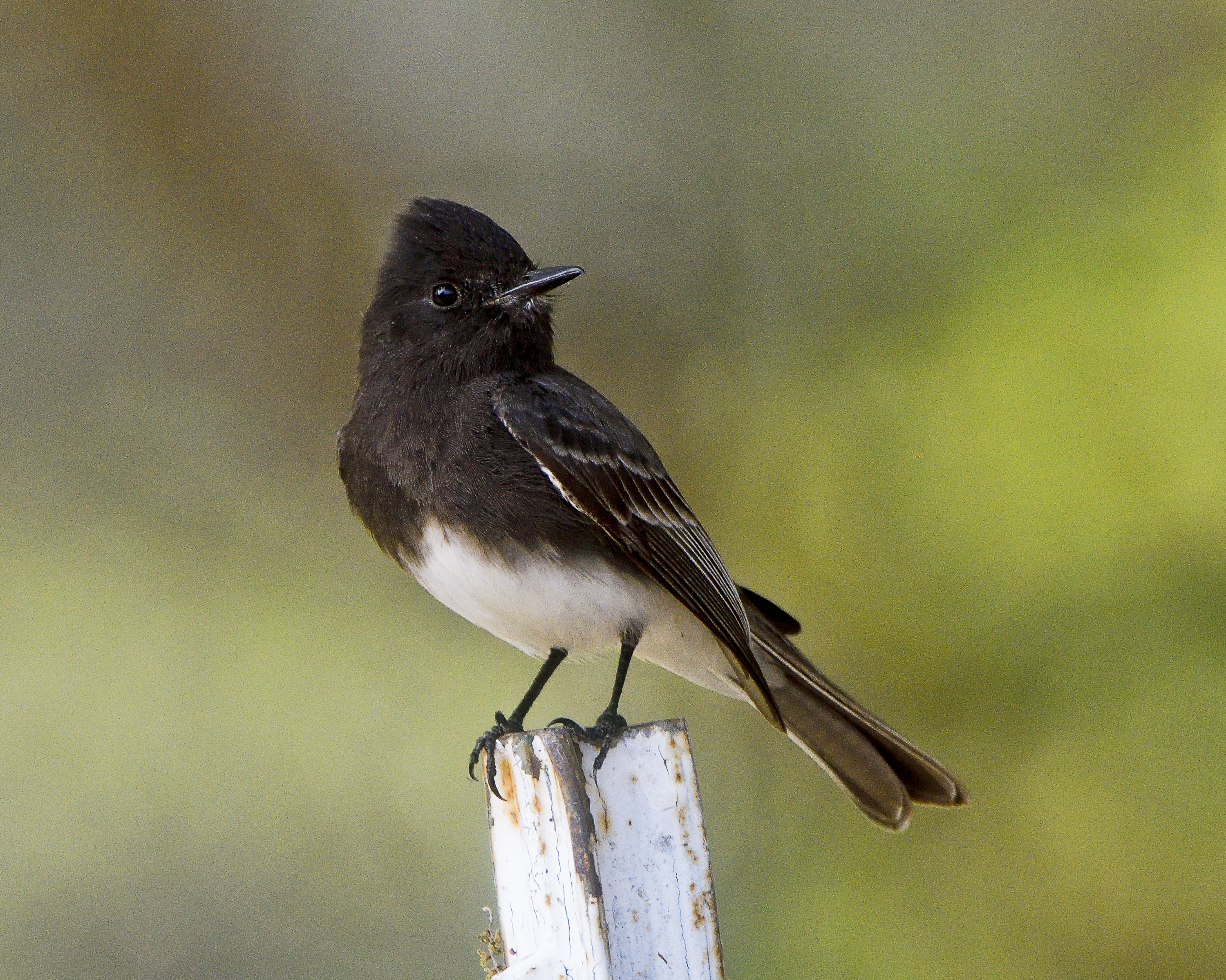 Black Phoebe - Sayornis nigricans