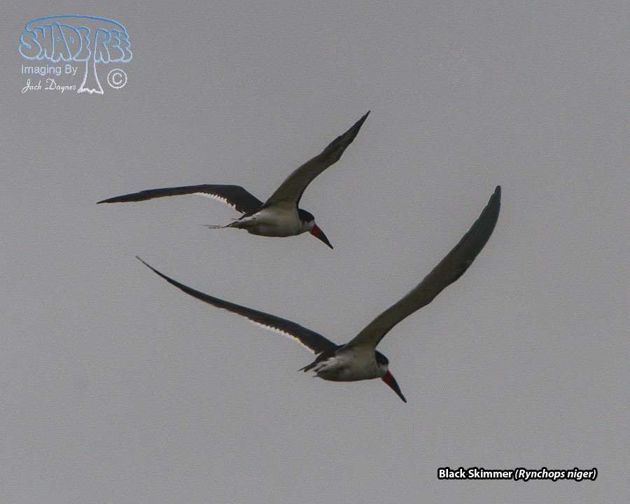 Black Skimmer - Rynchops niger