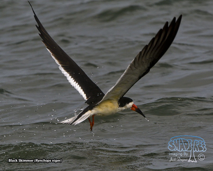 Black Skimmer - Rynchops niger
