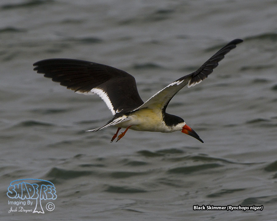 Black Skimmer - Rynchops niger