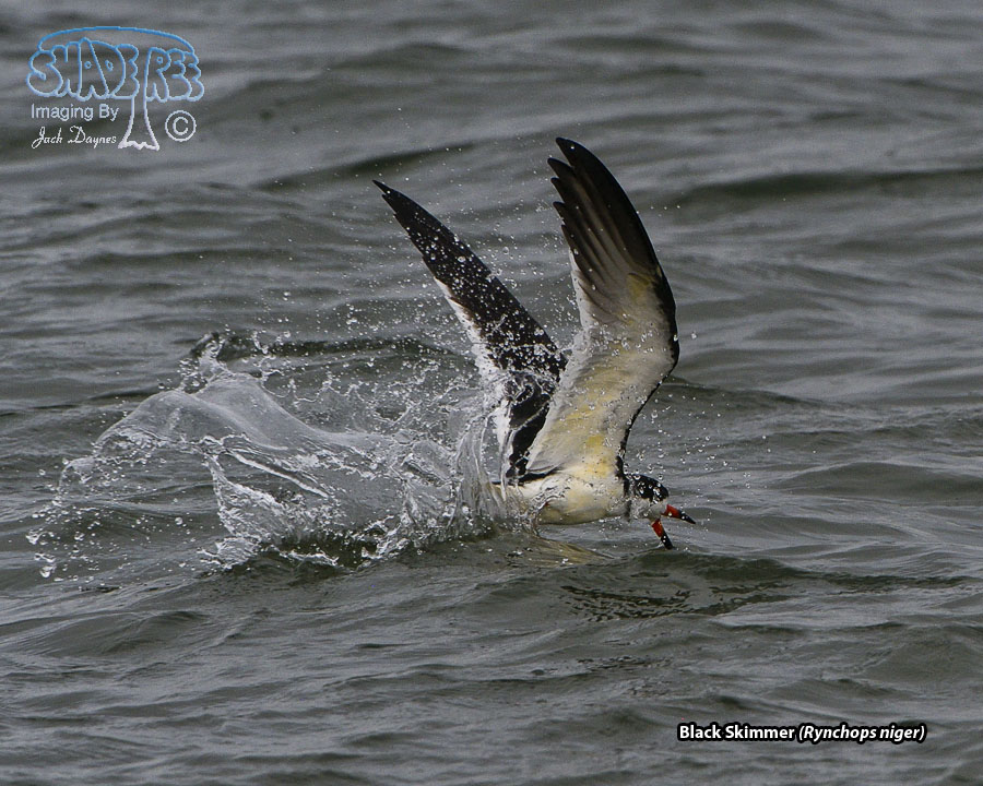 Black Skimmer - Rynchops niger