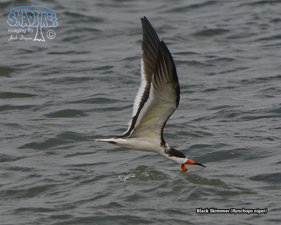 Black Skimmer - Rynchops niger