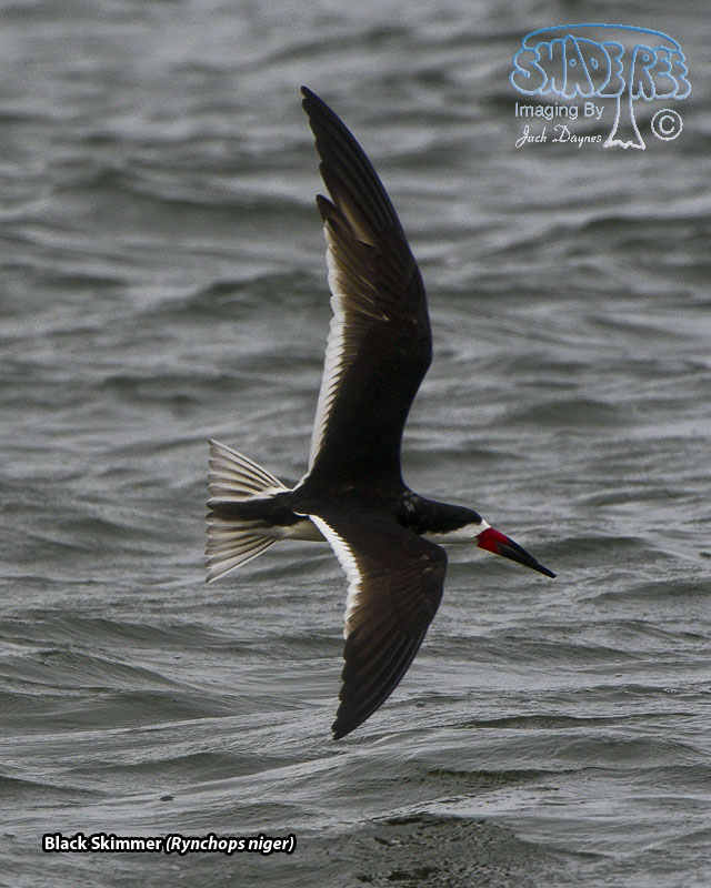 Black Skimmer - Rynchops niger