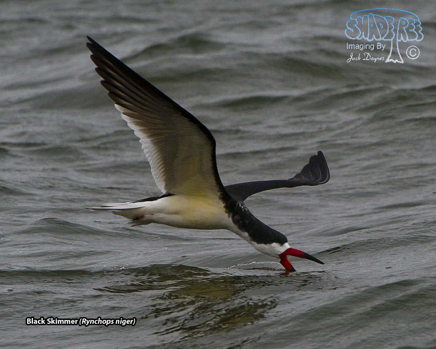 Black Skimmer - Rynchops niger