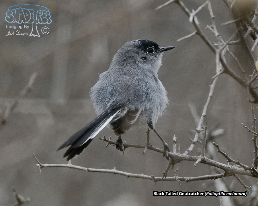 Black-Tailed Gnatcatcher - Polioptila melanura
